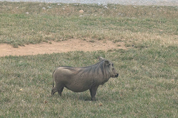 Virginia Safari Park